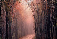 2024欧洲杯为何选择比亚迪作为官方合作伙伴？